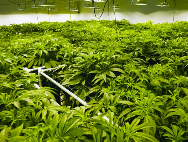 Hydroponics & Cannabis